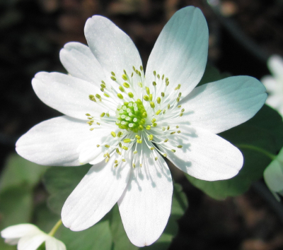 Anemonella thalictroides